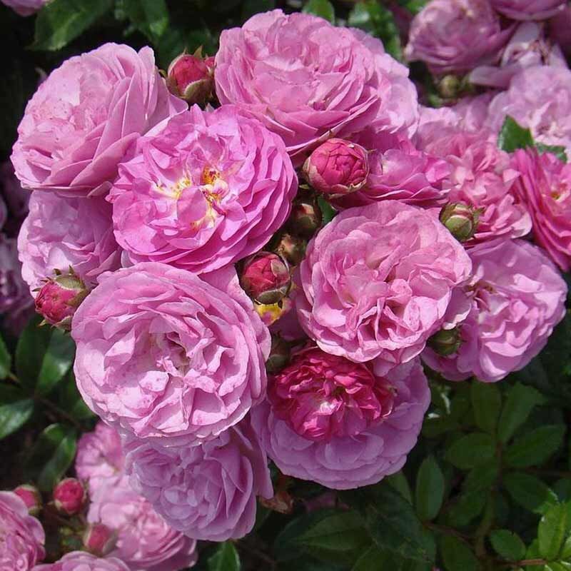 Аллевья (Allevia) - Мускусные розы - Розы - Каталог